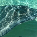 Private Full-Day Stingray City, Snorkeling, Kaibo Bar & Grill and Starfish Beach - An In-Depth Look at the Private Grand Cayman Marine Tour