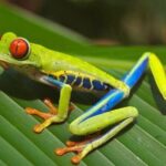 Private Guanacaste Night Tour - An In-Depth Look at the Private Guanacaste Night Tour