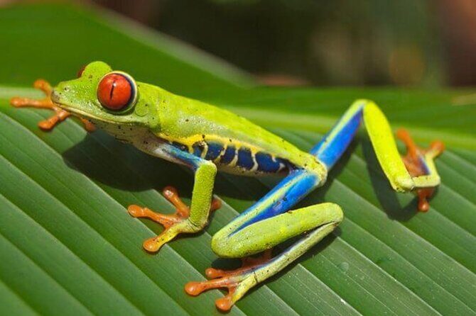 Private Guanacaste Night Tour - An In-Depth Look at the Private Guanacaste Night Tour