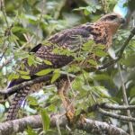 Private Guide Hanging Bridges, Fortuna Waterfall, Arenal Volcano - Who Will Love This Tour?