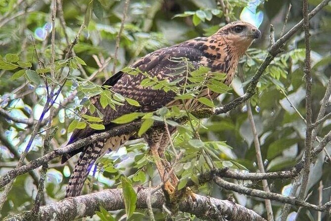 Private Guide Hanging Bridges, Fortuna Waterfall, Arenal Volcano - Who Will Love This Tour?