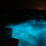 Private Guided Night Tour of Luminous Lagoon in Montego Bay - Final Thoughts: Why You Should Consider This Tour