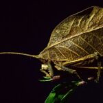 Private Guided Night Walk in the Wonderful Darkness of Monteverde - FAQs
