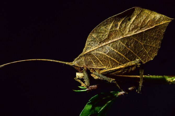 Private Guided Night Walk in the Wonderful Darkness of Monteverde - FAQs