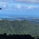 Private Guided Tour in Puerto Rico - Exploring Puerto Rico: A Deep Dive into the Private Guided Tour