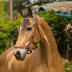 Private Guided Tour of Colombias Paso Fino Horse - Why This Experience Is Worth It