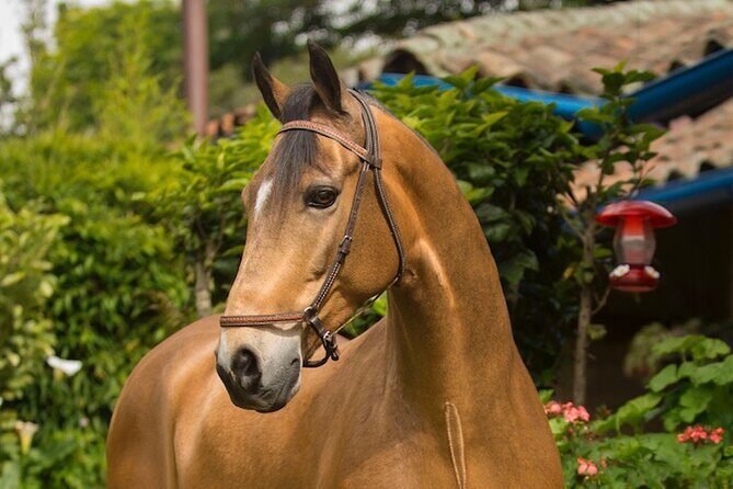 Private Guided Tour of Colombias Paso Fino Horse - Why This Experience Is Worth It