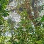 Private Guided Walk to the Santa Elena Cloud Forest Reserve - Deep Dive into the Itinerary