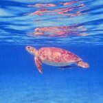 Private Half-Day Guided Snorkeling Charter in St. Thomas - Practical Tips for Your Snorkeling Day