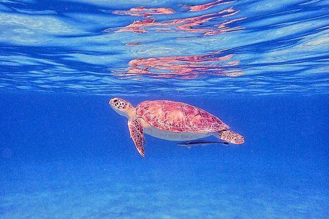 Private Half-Day Guided Snorkeling Charter in St. Thomas - Practical Tips for Your Snorkeling Day