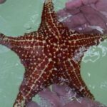 Private Half Day Stingray City, Snorkeling and Starfish Beach Tour - The Starting Point: Cayman Islands Yacht Club