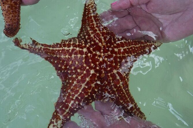 Private Half Day Stingray City, Snorkeling and Starfish Beach Tour - The Starting Point: Cayman Islands Yacht Club
