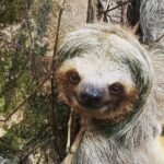 Private Hanging Bridges / Waterfall / Typical Lunch / Volcano-Lava Fields Combo - What Travelers Say About This Tour