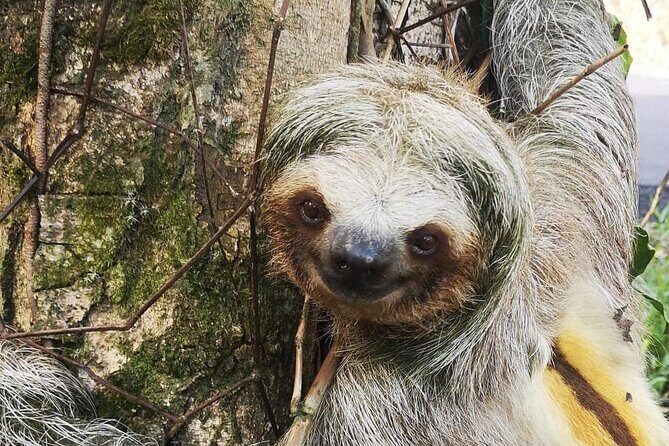 Private Hanging Bridges / Waterfall / Typical Lunch / Volcano-Lava Fields Combo - What Travelers Say About This Tour