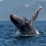 Private: Humpback Whale Encounter in Samaná Bay - An In-Depth Look at the Experience