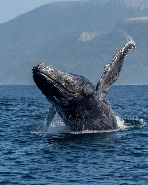Private: Humpback Whale Encounter in Samaná Bay - An In-Depth Look at the Experience