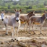 Private Island Tour with Photo Shoot Options Northern Tour - Who Would Enjoy This Tour?