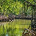 Private: Los Haitises & Caño Hondo Natural Pool Experience - Detailed Breakdown of the Experience