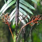 Private Manuel Antonio National Park - Final Thoughts: Who Is This Tour Best For?