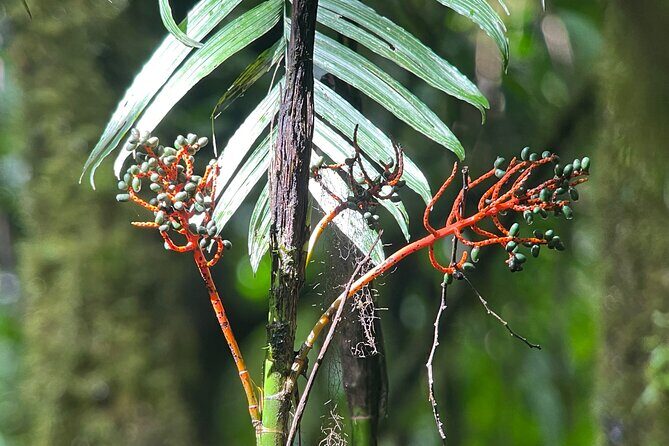 Private Manuel Antonio National Park - Final Thoughts: Who Is This Tour Best For?