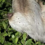 Private Manuel Antonio Sunset and Night Tour - FAQs