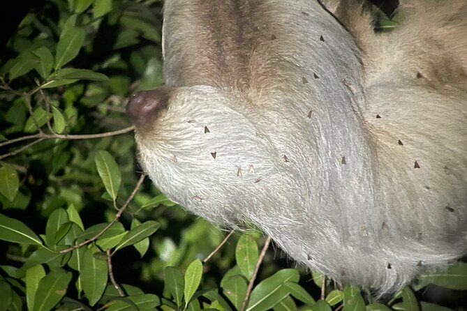 Private Manuel Antonio Sunset and Night Tour - FAQs