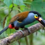 Private Mindo Cloud Forest Adventure - Possible Drawbacks or Considerations