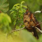 Private Mindo Cloud Forest Tour from Quito - Starting the Day: Pickup and Drive
