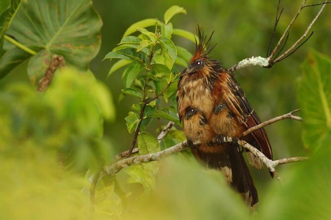 Private Mindo Cloud Forest Tour from Quito - Starting the Day: Pickup and Drive