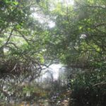Private nature tour: Aruban mangrove forest & pristine coral reef - Who Should Consider This Tour?