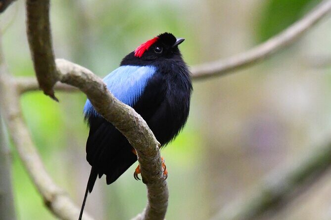 Private Nature Tour in Cabo Blanco Park Costa Rica - Price and Value