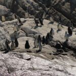 Private Nautical Tour Penguin Island, Cachagua, Valparaíso - What Makes This Tour Stand Out?