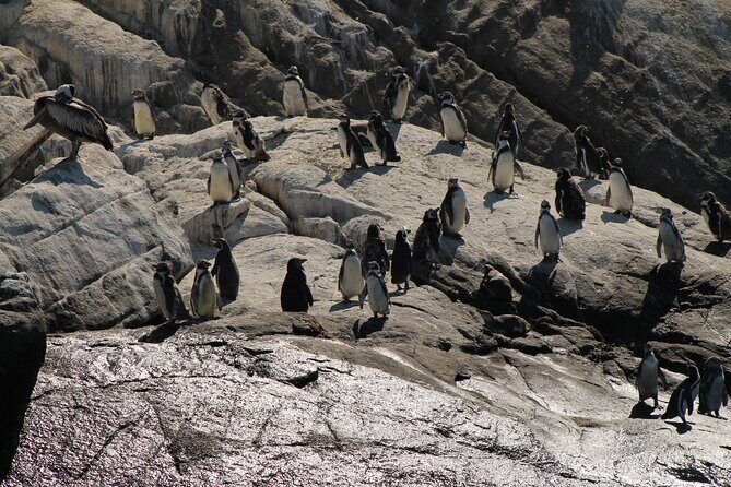 Private Nautical Tour Penguin Island, Cachagua, Valparaíso - What Makes This Tour Stand Out?