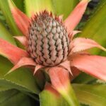 Private Navigation through Mangroves forest/ Beach time/ Chocolate experience - Who Would Love This Tour?