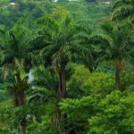 Private North Coast Day Trip - Transportation and Practical Details