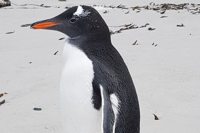 Private Penguin Paradise Tour: Penguins, Scenery & Stanley - What to Expect from the Itinerary