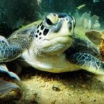 Private Program for Accredited Diver in Búzios - A Closer Look at the Búzios Private Scuba Program