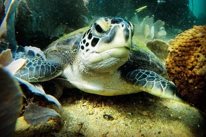 Private Program for Accredited Diver in Búzios - A Closer Look at the Búzios Private Scuba Program