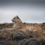 Private Pumas and Wildlife Watching Experience - What Can You Expect During the Day?