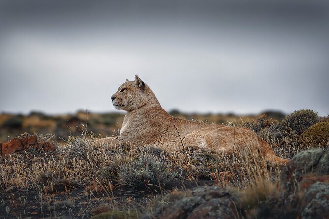 Private Pumas and Wildlife Watching Experience - What Can You Expect During the Day?