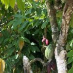 Private Punta Cana Beyond-the-Resort Local Life Tour - What Travelers Say