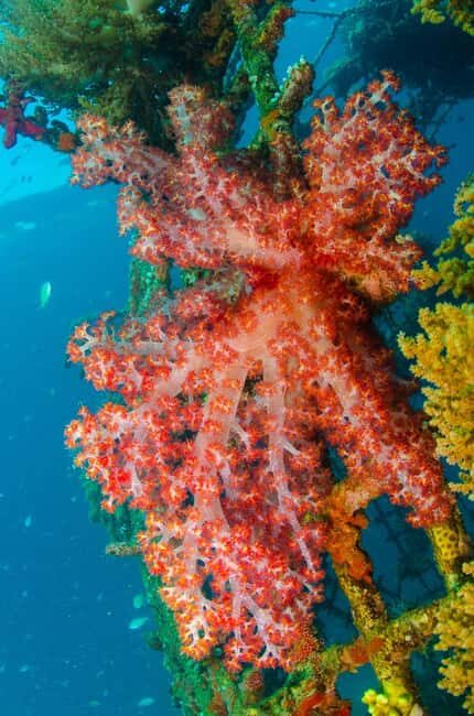 Private: Punta Cana: Reef Diving Adventure with Hotel Pickup - Who Will Love This Experience?