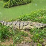Private Reptile Zoo Adventure Tour with Guide in Cartagena - Why This Reptile Zoo Tour Offers Real Value