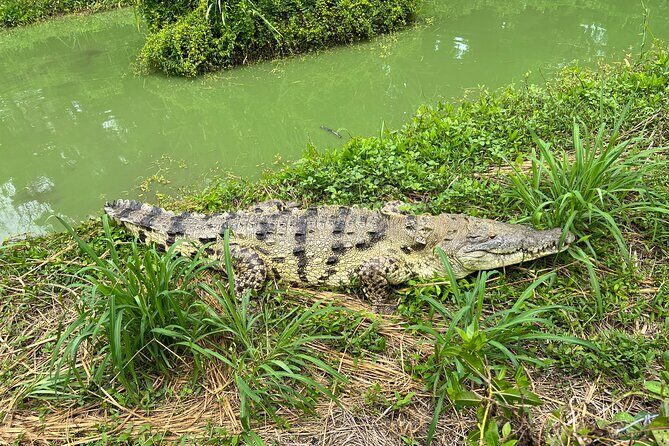 Private Reptile Zoo Adventure Tour with Guide in Cartagena - Why This Reptile Zoo Tour Offers Real Value