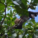 Private Roatan Sloths and Island Tour - Final Thoughts: Who Will Love This Tour?