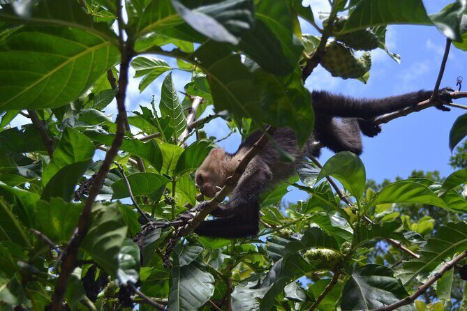 Private Roatan Sloths and Island Tour - Final Thoughts: Who Will Love This Tour?