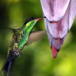 Private Rockland Bird Sanctuary Tour from Montego Bay - The Sum Up