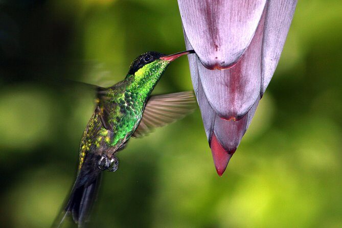 Private Rockland Bird Sanctuary Tour from Montego Bay - The Sum Up