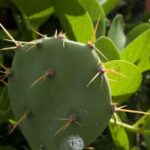 Private: Samana Adventure Cayo Levantado Kayak Snorkel Tour - Why We Think This Tour Is a Great Choice