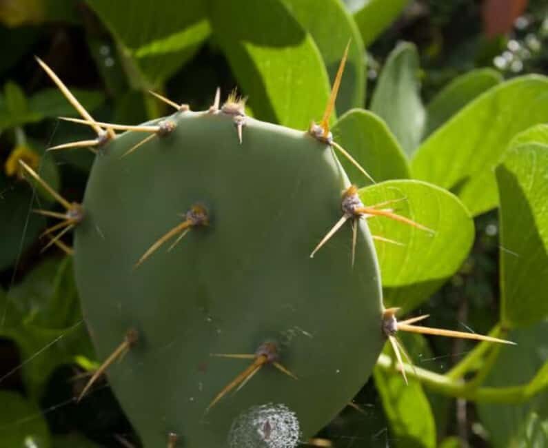Private: Samana Adventure Cayo Levantado Kayak Snorkel Tour - Why We Think This Tour Is a Great Choice